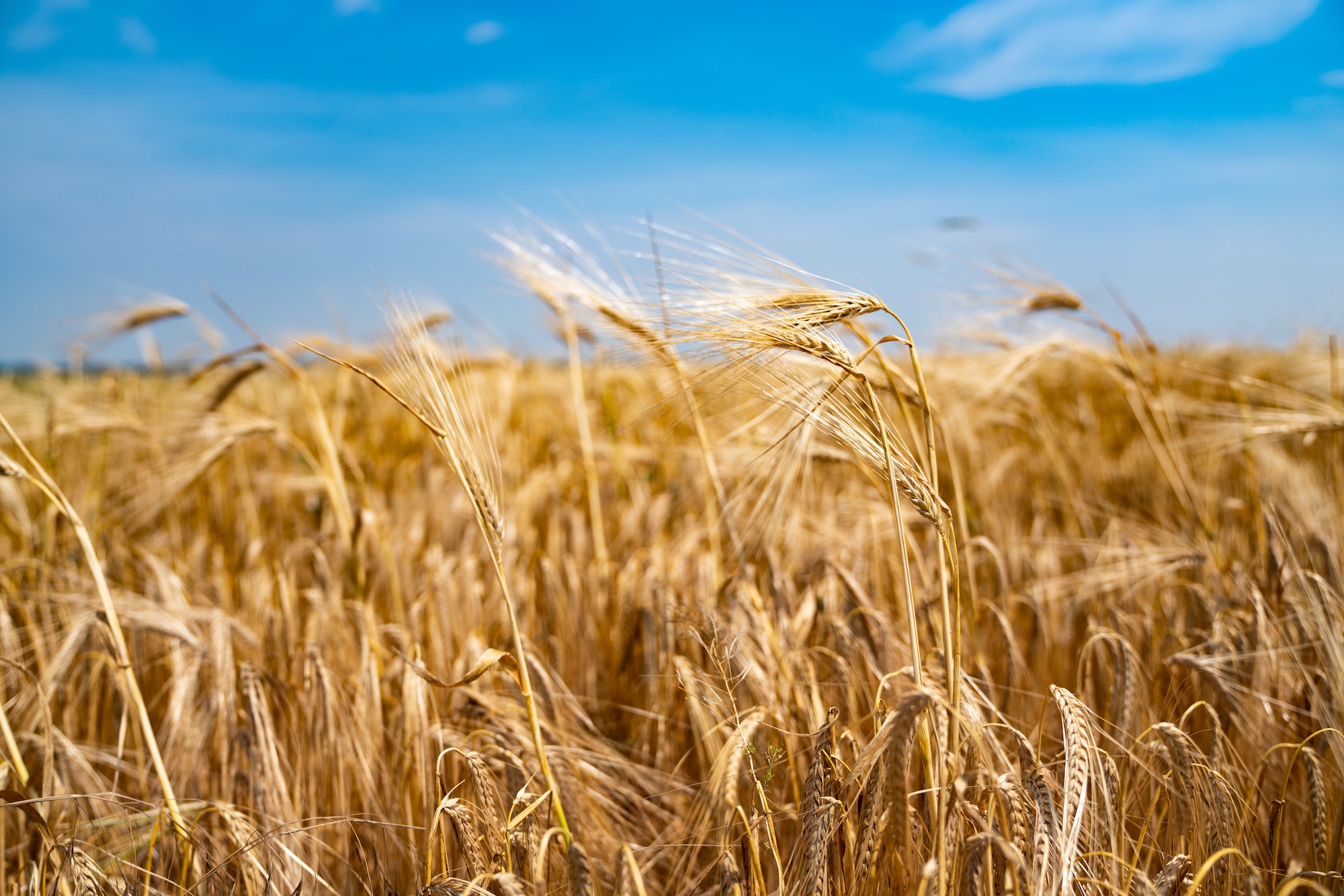 yellow grain ready for harvest growing in a farm field